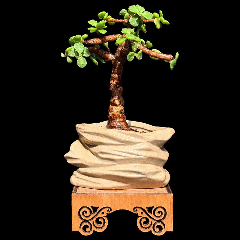 PORTULACARIA AFRA (JADE)